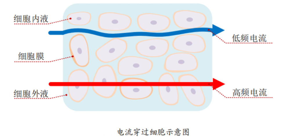 脂的？数据准确吗？一起来了解瓦力游戏体脂秤是怎么测出体(图3)
